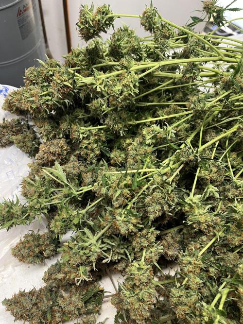 Seedstockers Bruce Banner Auto. Week 11