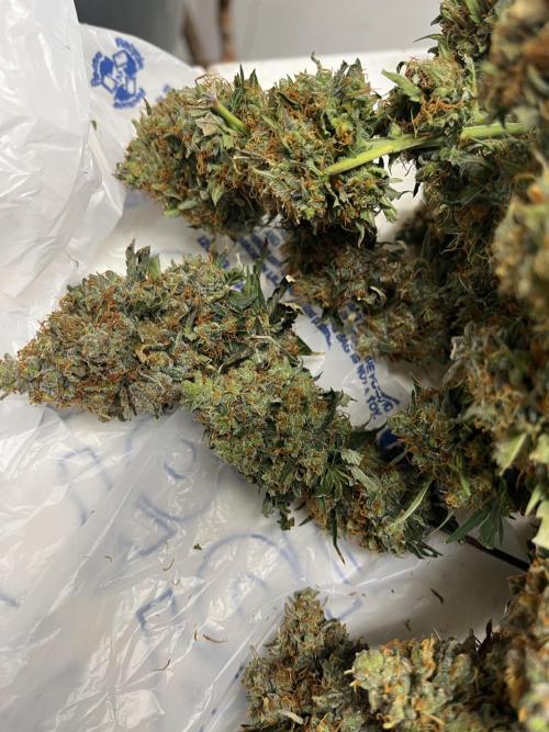 Seedstockers Bruce Banner Auto. Week 11