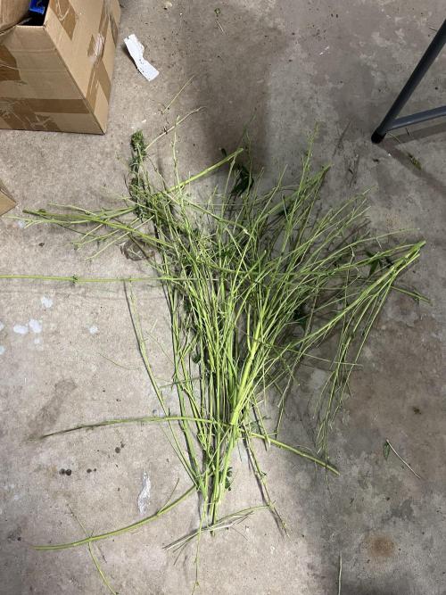 Seedstockers Bruce Banner Auto. Week 11