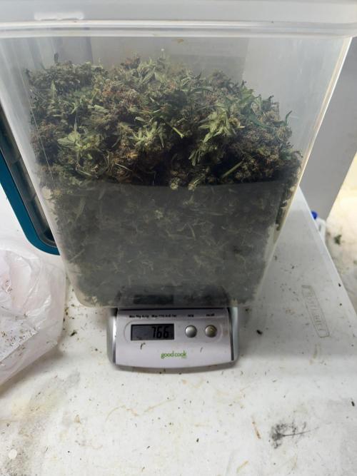 Seedstockers Bruce Banner Auto. Week 11