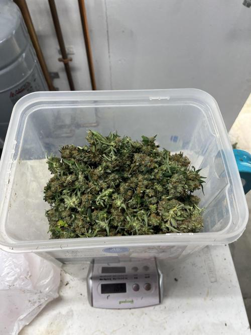 Seedstockers Bruce Banner Auto. Week 11