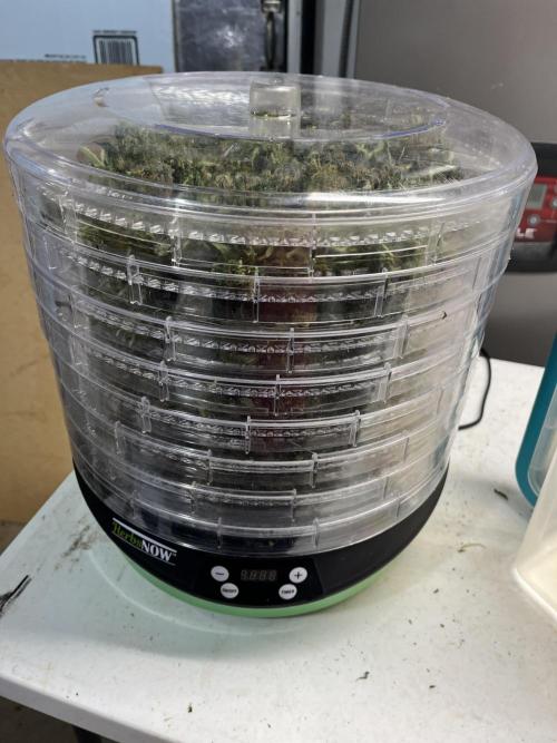 Seedstockers Bruce Banner Auto. Week 11