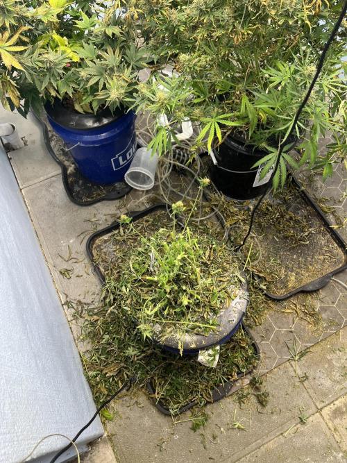 Seedstockers Bruce Banner Auto. Week 11