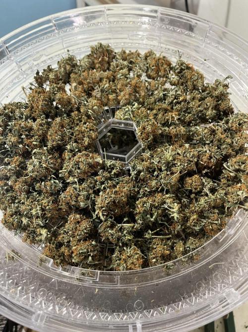 Seedstockers Bruce Banner Auto. Week 11 - Dried, lightly trimmed. Will be trimmed