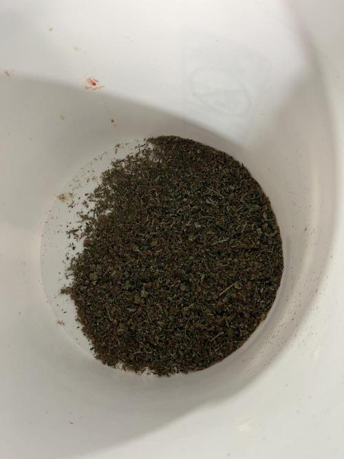 Seedstockers Bruce Banner Auto. Week 11 - Shake from trimming