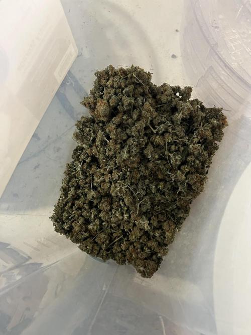 Seedstockers Bruce Banner Auto. Week 11 - Low to no stems, all flower none of the crap