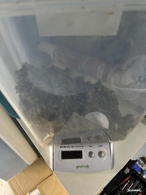 Seedstockers Bruce Banner Auto. Week 11 - 190g