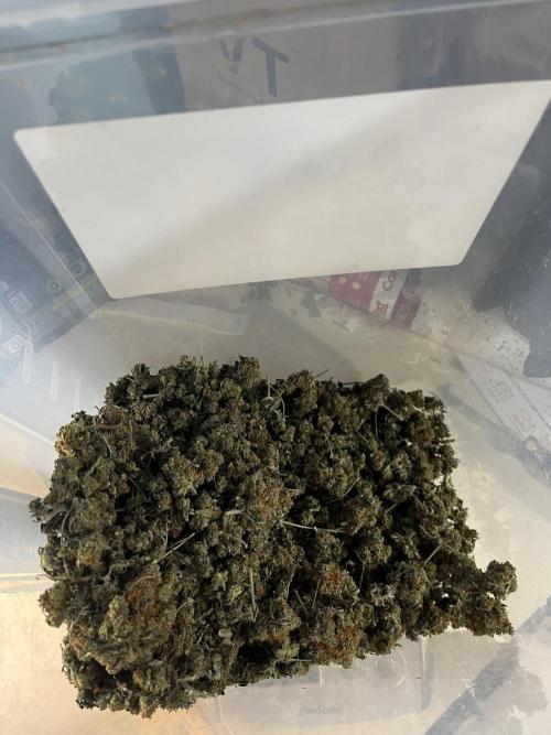 Seedstockers Bruce Banner Auto. Week 11 - Another view of the buds post manicure and weighing