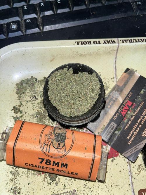 Seedstockers Bruce Banner Auto. Week 11 - Ground flower