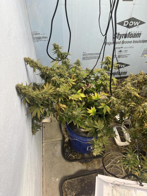 Crème-tasmo Mephisto Genetics. Week 11 - Side view pre harvest