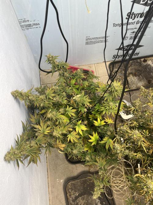 Crème-tasmo Mephisto Genetics. Week 11 - Top view pre harvest 