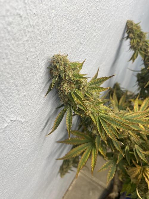 Crème-tasmo Mephisto Genetics. Week 11 - A cola pre harvest