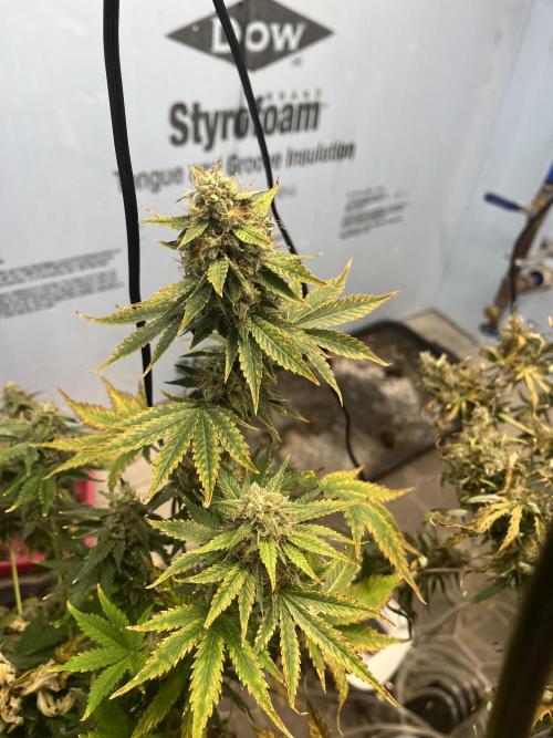 Crème-tasmo Mephisto Genetics. Week 11 - A bud pre harvest