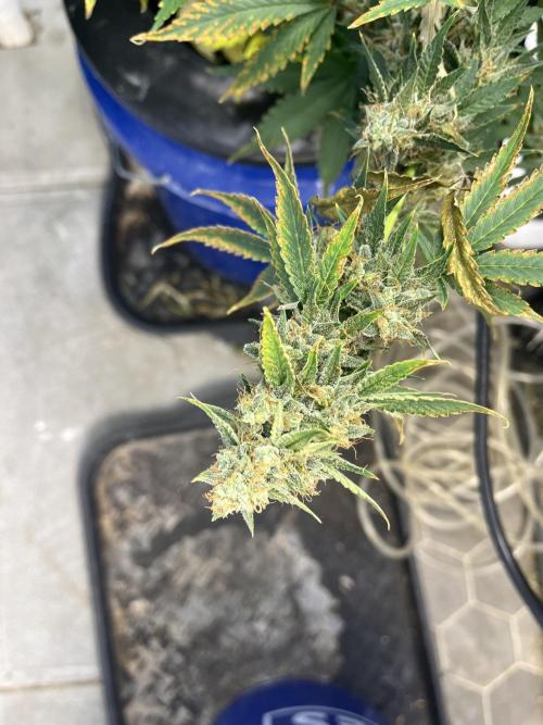 Crème-tasmo Mephisto Genetics. Week 11 - Another bud pre harvest