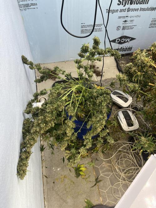 Crème-tasmo Mephisto Genetics. Week 11