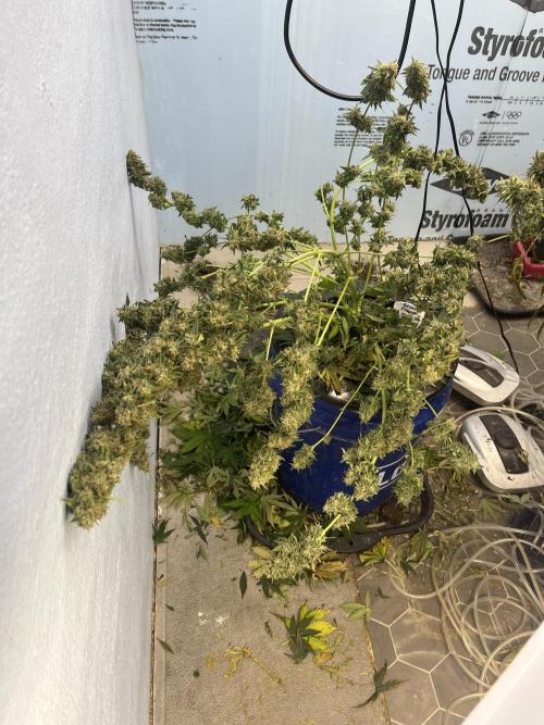 Crème-tasmo Mephisto Genetics. Week 11