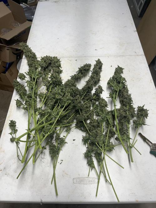 Crème-tasmo Mephisto Genetics. Week 11 - The plant on the table, light trimmed