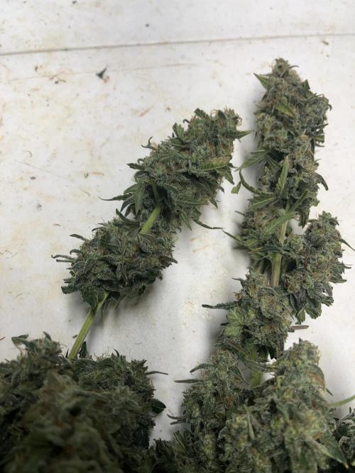 Crème-tasmo Mephisto Genetics. Week 11 - A few colas