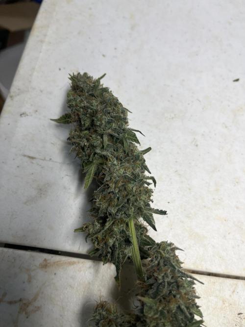 Crème-tasmo Mephisto Genetics. Week 11 - Another cola