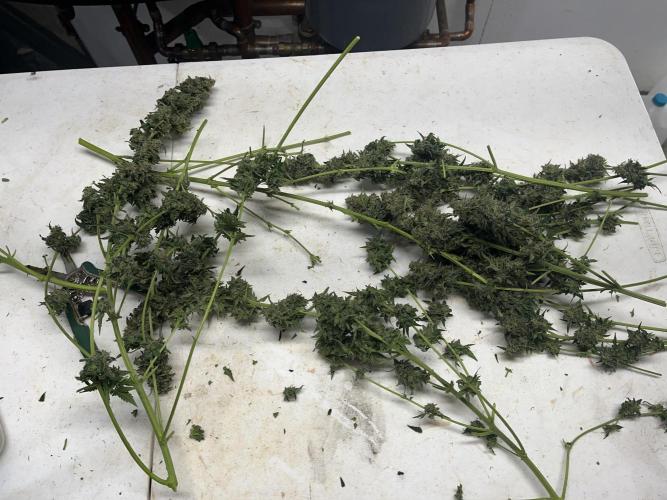 Crème-tasmo Mephisto Genetics. Week 11 - Some of the harvest