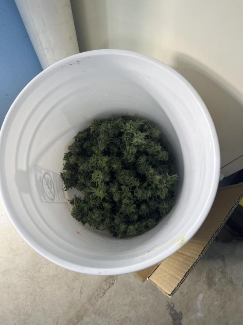 Crème-tasmo Mephisto Genetics. Week 11 - The harvest broken down into mostly stem free buds