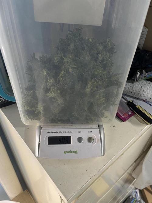 Crème-tasmo Mephisto Genetics. Week 11 - 309g wet