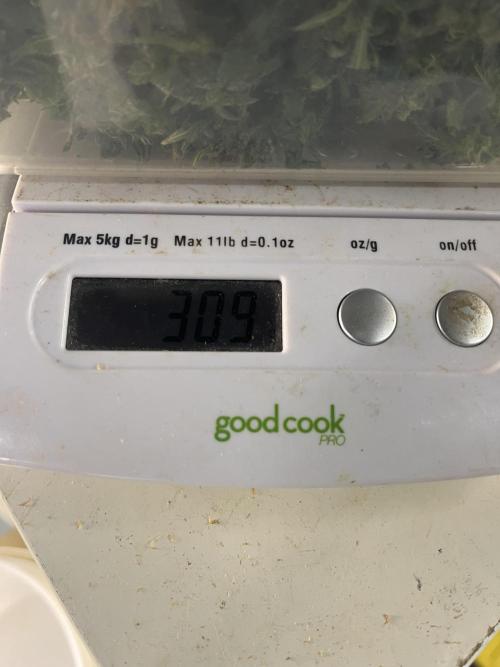 Crème-tasmo Mephisto Genetics. Week 11 - 309g wet