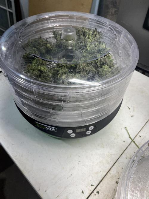 Crème-tasmo Mephisto Genetics. Week 11 - In the dryer, not much to it, very dense