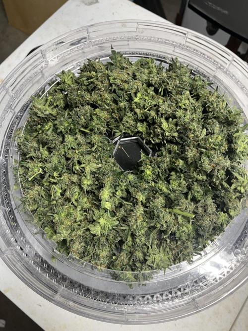 Crème-tasmo Mephisto Genetics. Week 11 - A tray packed with bud