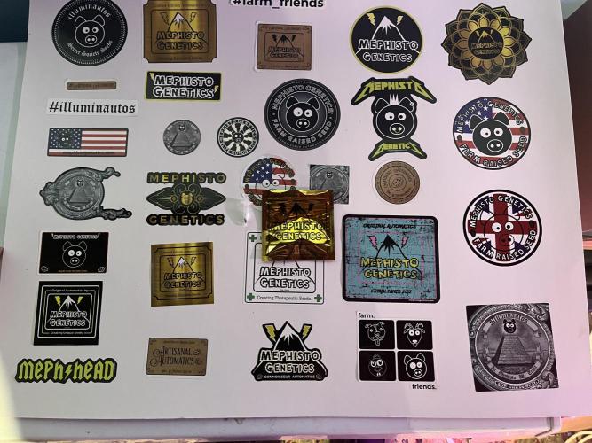 Orange Biscuits - Mephisto Genetics. Week 0