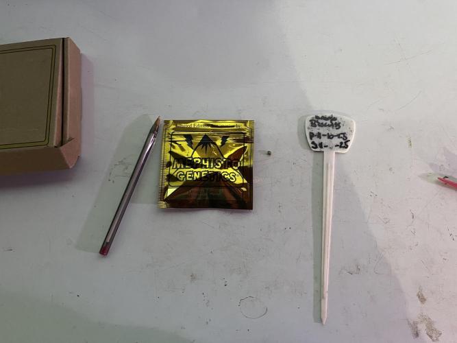 Orange Biscuits - Mephisto Genetics. Week 0