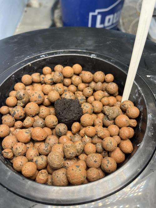 Orange Biscuits - Mephisto Genetics. Week 0