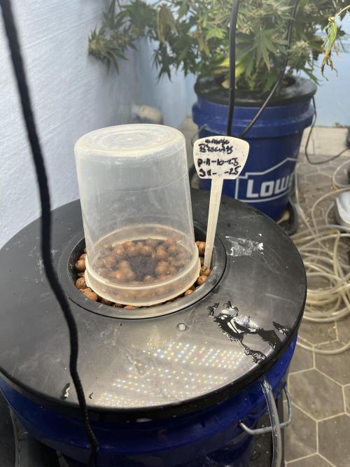 Orange Biscuits - Mephisto Genetics. Week 0