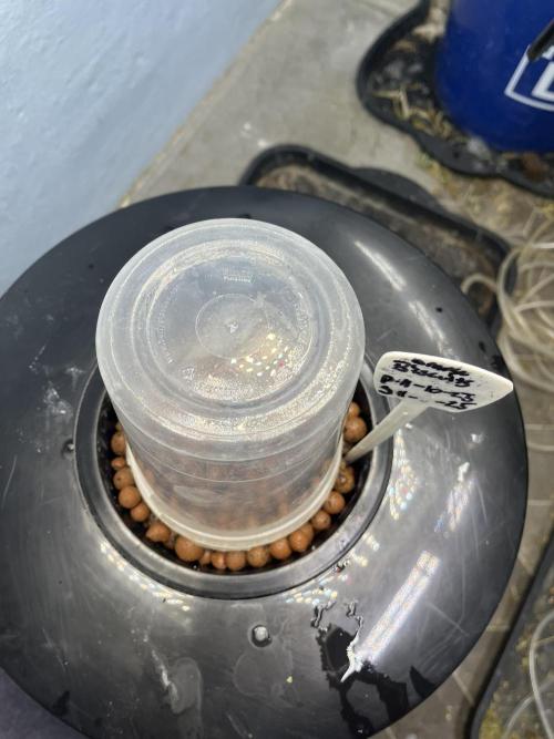 Orange Biscuits - Mephisto Genetics. Week 0