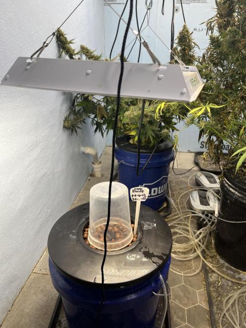 Orange Biscuits - Mephisto Genetics. Week 0