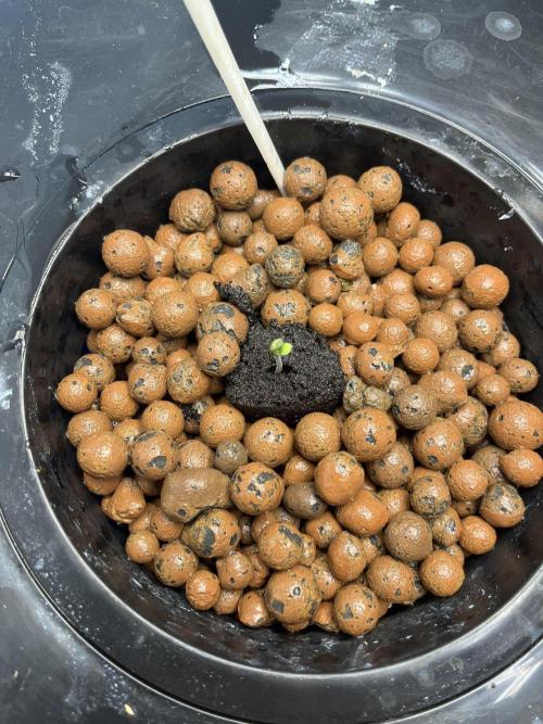 Orange Biscuits - Mephisto Genetics. Week 0