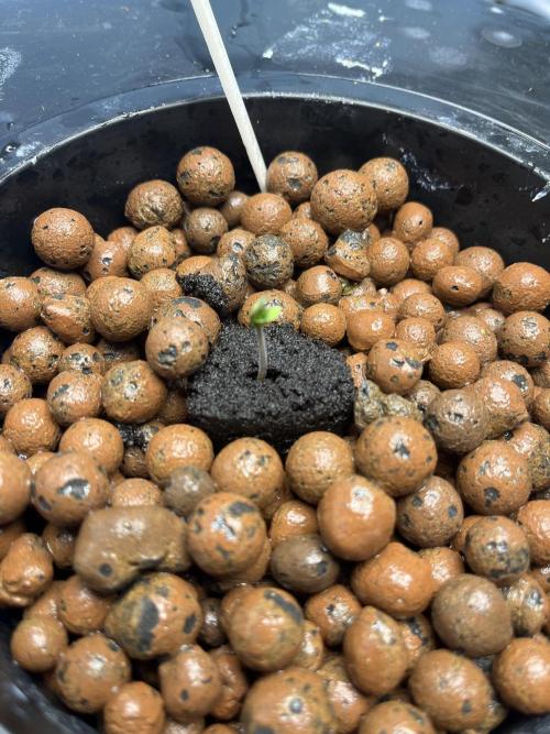 Orange Biscuits - Mephisto Genetics. Week 0