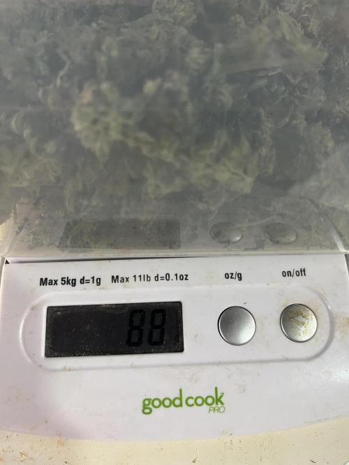 Crème-tasmo Mephisto Genetics. Week 11 - 88g