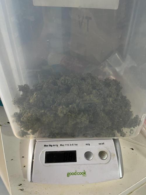 Crème-tasmo Mephisto Genetics. Week 11 - 88g looks small compared to a regular sized harvest to me!