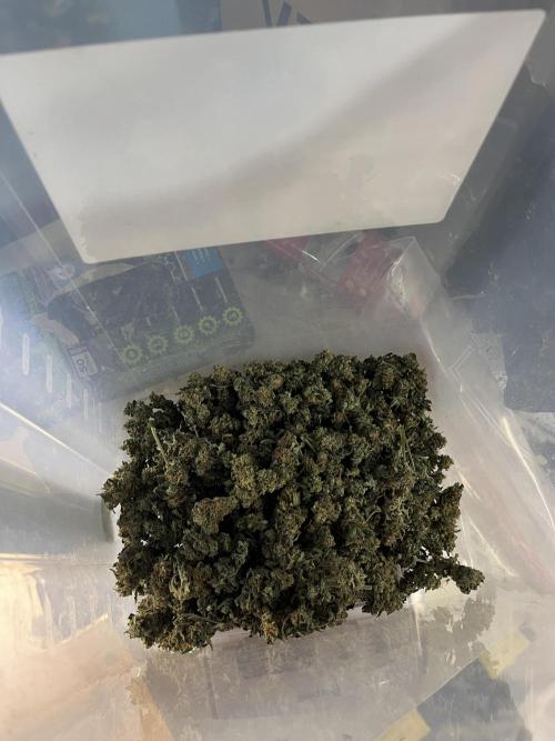 Crème-tasmo Mephisto Genetics. Week 11