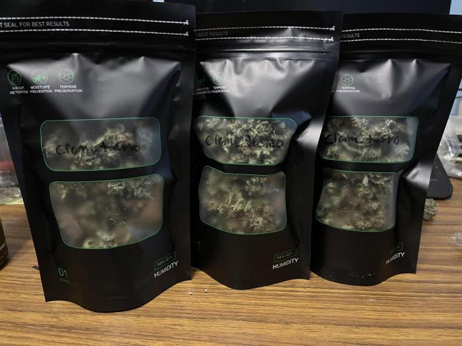 Crème-tasmo Mephisto Genetics. Week 11 - Bagged up for curing 