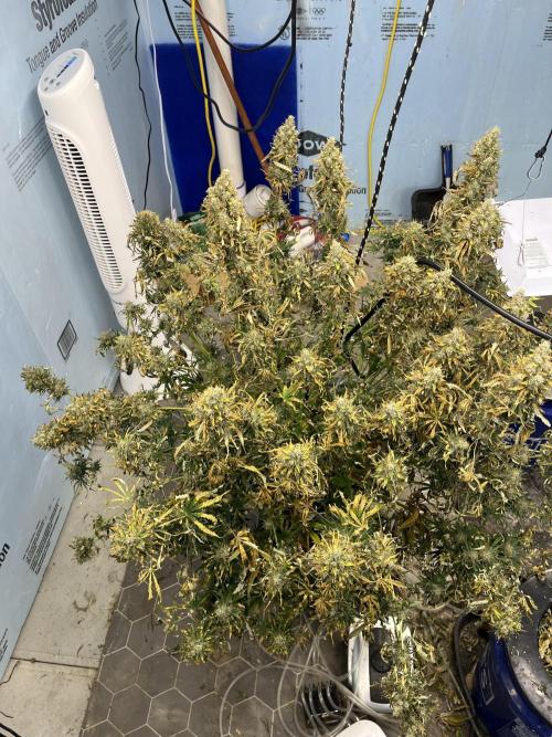 BCN Critical XXL Auto - Seedstockers. Week 12