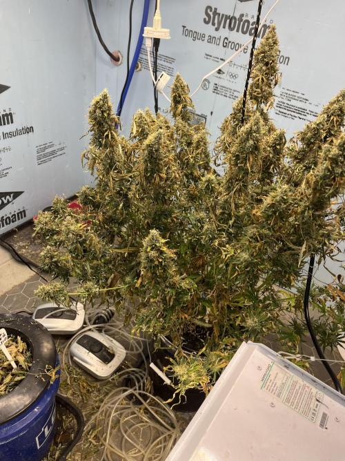 BCN Critical XXL Auto - Seedstockers. Week 12