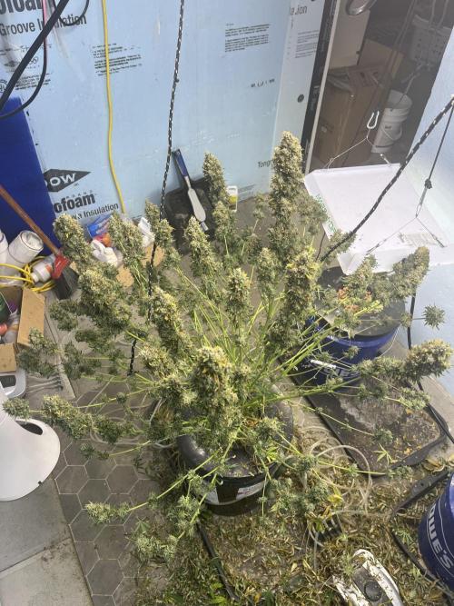 BCN Critical XXL Auto - Seedstockers. Week 12