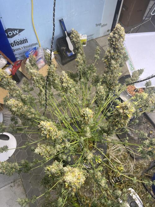 BCN Critical XXL Auto - Seedstockers. Week 12