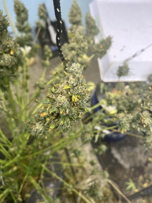 BCN Critical XXL Auto - Seedstockers. Week 12