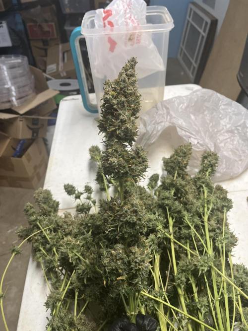 BCN Critical XXL Auto - Seedstockers. Week 12