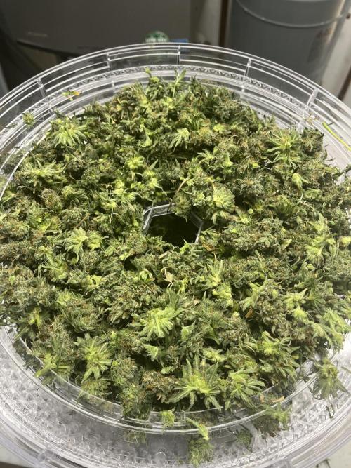 BCN Critical XXL Auto - Seedstockers. Week 12 - Small buds are the way to go