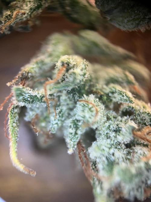 BCN Critical XXL Auto - Seedstockers. Week 12