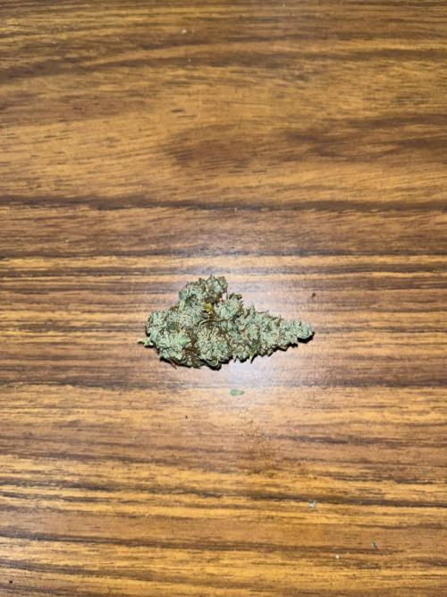 BCN Critical XXL Auto - Seedstockers. Week 12